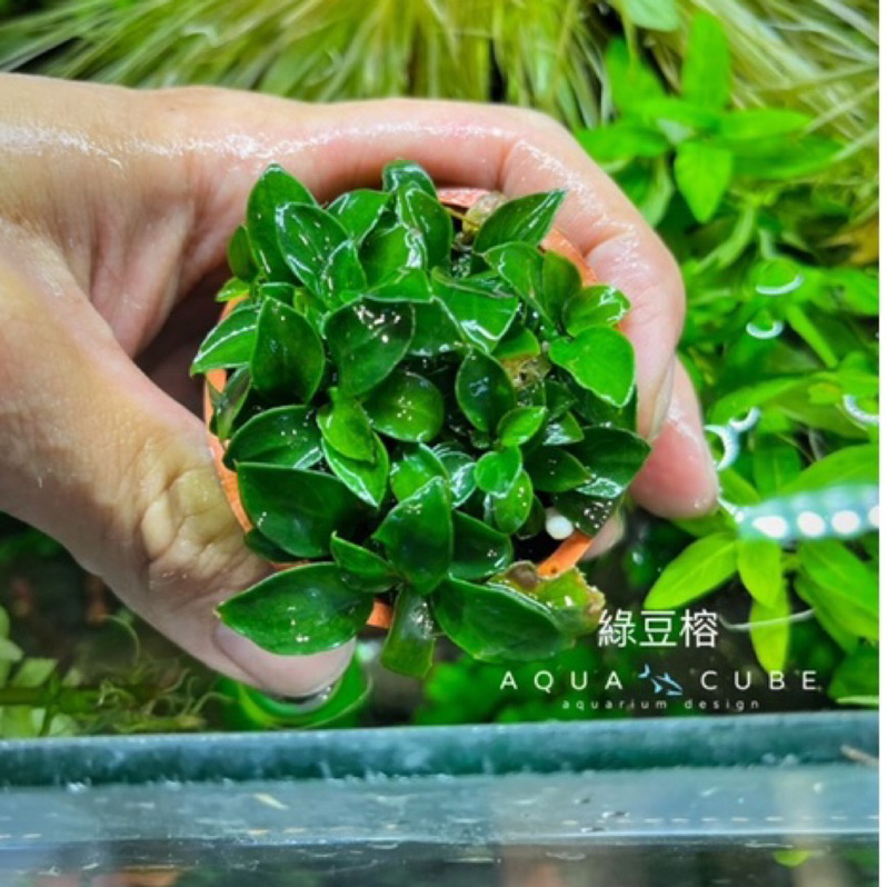 水立方水族空間～迷你綠豆榕 市售最小的小榕 小缸造景必備 陰性水草