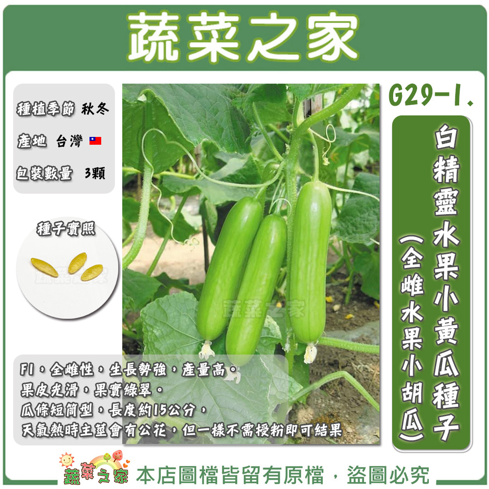 【蔬菜之家滿額免運】G29-1.白精靈水果小黃瓜種子3顆(有藥劑處理)(全雌水果小胡瓜)F1，全雌性，生長勢強，產量高