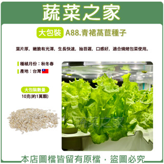 【蔬菜之家滿額免運】大包裝A88.青裙萵苣種子10克 (約1萬顆)//葉片厚，嫩脆有光澤，生長快速，抽苔遲，口感好