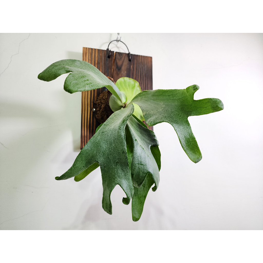 玫瑰蕨士 上板植物一鹿一拍 銀鮭鹿角蕨 P.willinckii*hillii "Silver Sa" 上板植物