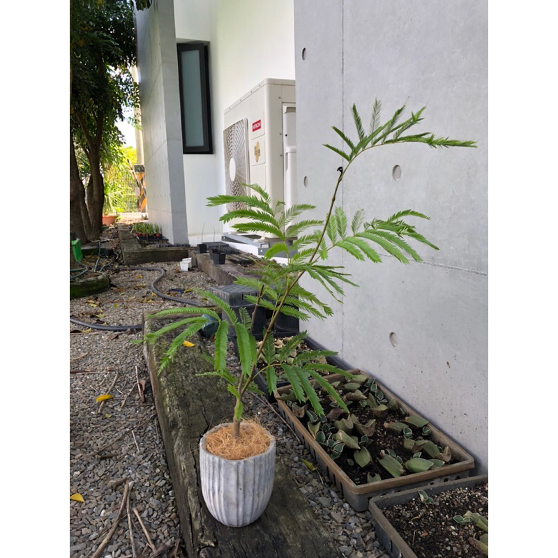 日本小豆樹🪴天使園藝🪴實生苗💪含盆60公分植株健康💪型態漂亮👍含盆約60公分🪴賣場獨家販售🌿