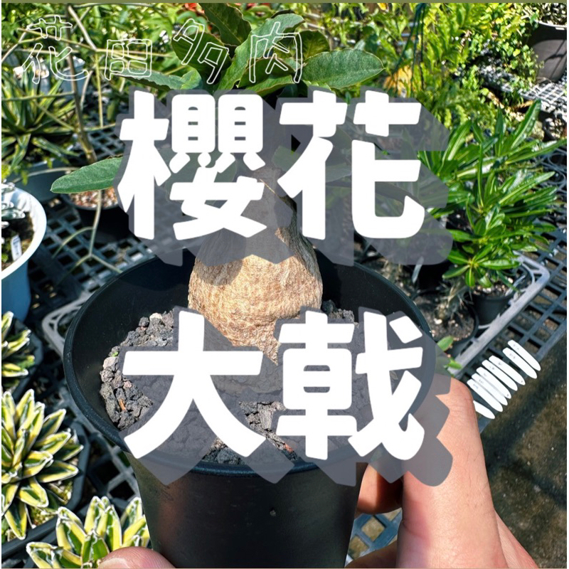 櫻花大戟 塊根/塊莖/多肉植物/仙人掌/龍舌蘭/潮流/avage/caudex