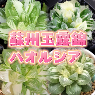 ↠有植感↞ ▮蘇州玉露錦▮ ハオルシア 十二卷屬 Haworthia 多肉植物 多肉 觀葉植物 室內佈置 觀葉 植栽