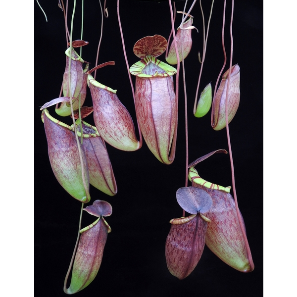 N. eustachya x tenuis BE3971 真穗交細小豬籠草 食蟲植物 豬籠草 編家