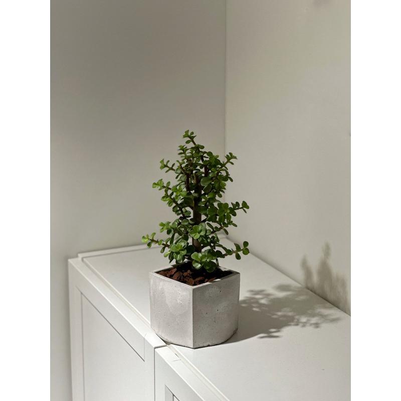 銀杏木水泥盆栽-觀葉植物-北歐風室內盆栽