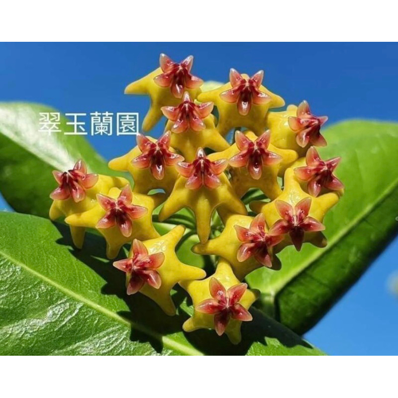 毬蘭 皮卡丘 密葉 Hoya densifolia 續花性 非常香
