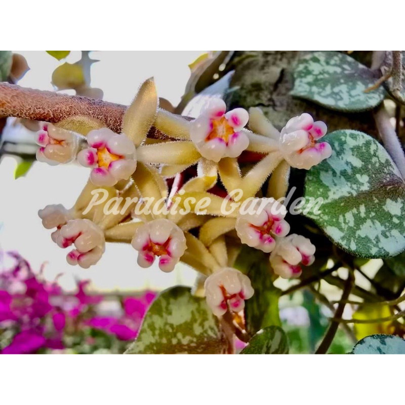 【天堂花園 Paradise Garden】小章魚毬蘭上板Hoya curtisii毬蘭│觀葉植物│盆栽