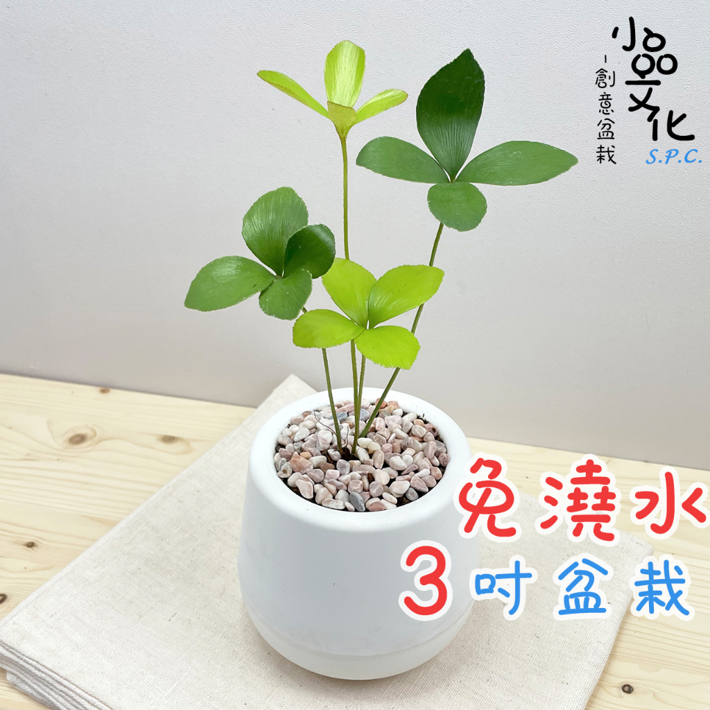 【小品文化】幸運樹【現貨】3吋雪胖免澆水盆栽 室內植物 室內盆栽 懶人盆栽 水培植物 水培盆栽 室內盆栽 觀葉植物