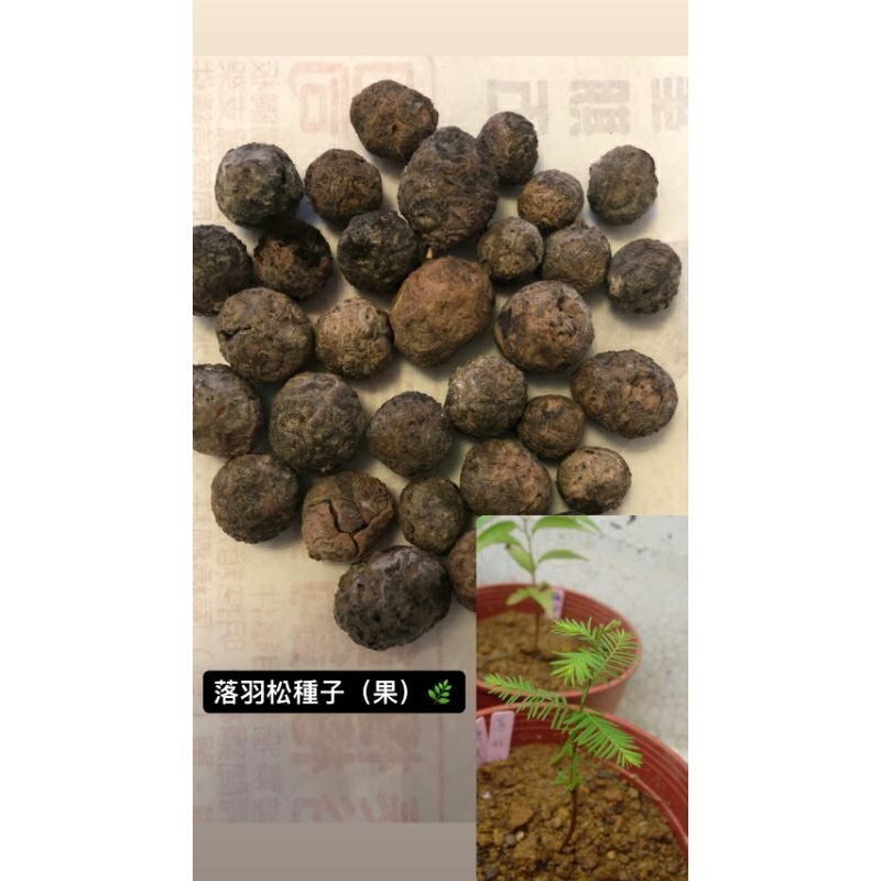 落羽松🌲 種子（下面有種植方法）－「今年7～9月採的」