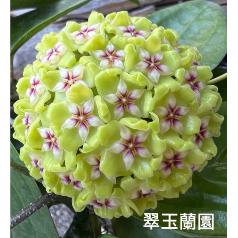 毬蘭 Hoya ut033 續花性