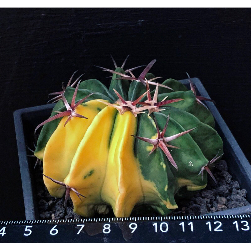 糸·嶼 / Echinocactus Texensis Variegata 凌波錦 - 仙人掌 / 多肉 植物