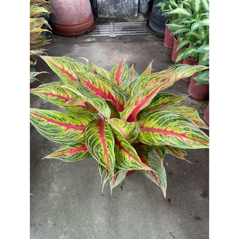 植入日常 火狐狸粗勒草 六吋盆  觀葉植物/網美植物/室內植物/ 辦公室植物 交換禮物 店面擺設