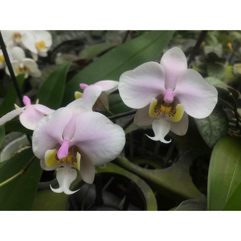 【芃程蘭舍】 Phal. (schilleriana x philippinensis) 西菲蝴蝶蘭 1.5吋實生苗