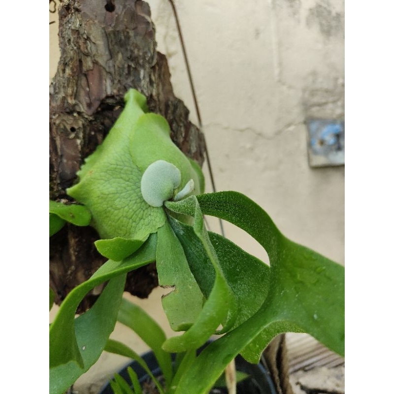 鹿角蕨上板 普鹿 室內植物 樹皮 #3