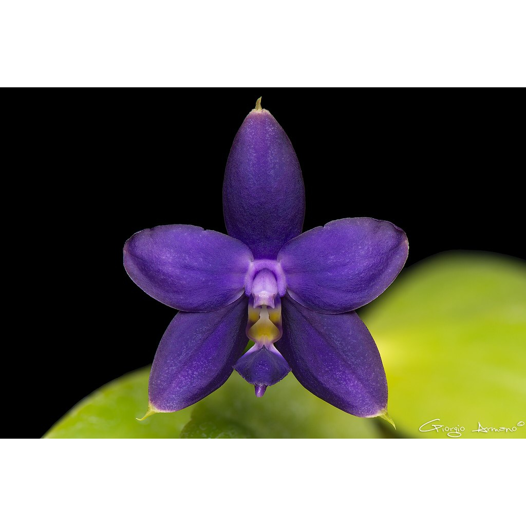 Phal.violacea 'indigo' x Phal.bellina蝴蝶蘭瓶苗