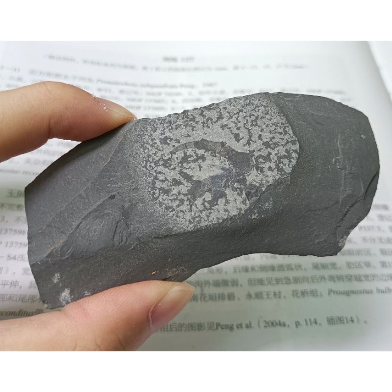 [程石] 中國馬龍生物群  未定種抱怪蟲捕食爪化石/奇蝦類