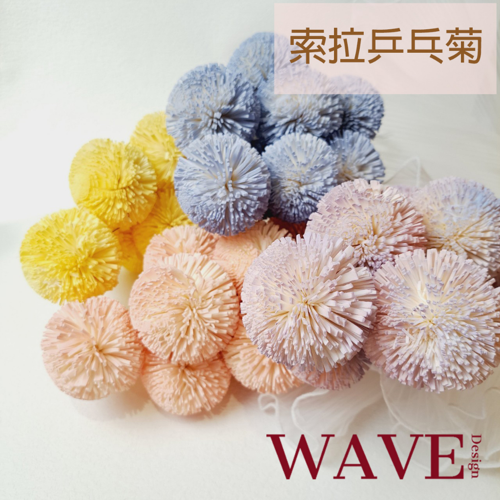 《WAVE Design》索拉乒乓菊 6cm 不凋花 永生花材 乾燥花材花材 花藝材料 太陽玫瑰 永生花 花材 樹皮花