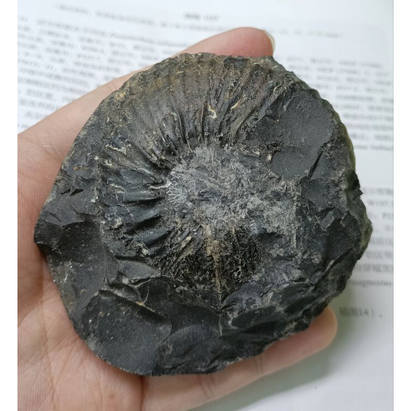 [程石] 新幾內亞島  大頭菊石化石結核/Macrocephalites sp.