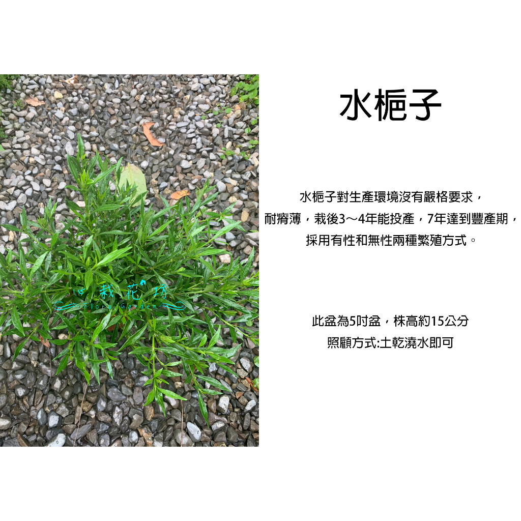 心栽花坊-水梔子/狹葉梔子花 /細葉梔子花梔子花/玉堂春/5吋/開花植物/綠化植物/售價150特價120