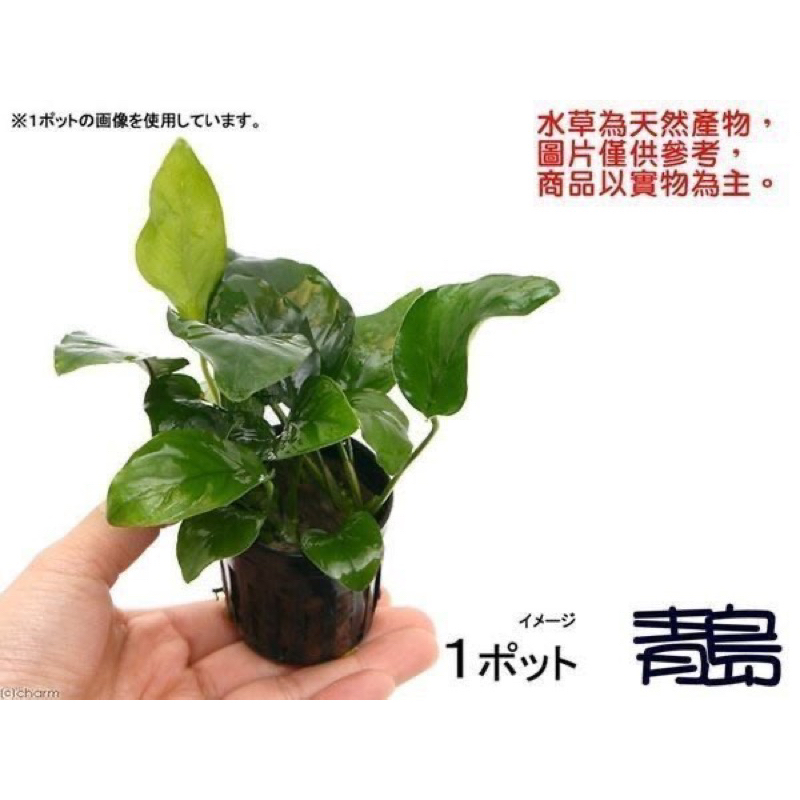 免CO2【新莊/五股/青島水族】臺灣天然水草 陰性水草 小榕 盆草