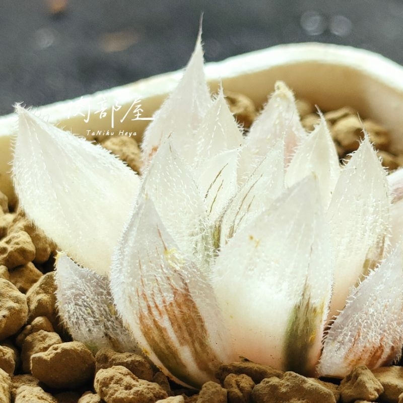 肉部屋 逆斑 毛玉露錦 百合 阿福花科 多肉植物 Haworthia cooperi venusta
