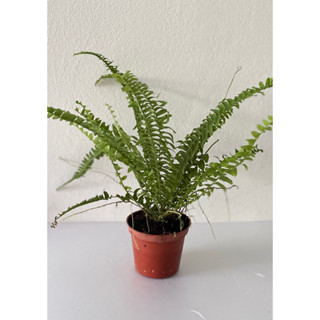 波士頓腎蕨 蕨類植物 3寸盆 小品盆栽 室內植物 淨化空氣，波士頓腎蕨3寸盆