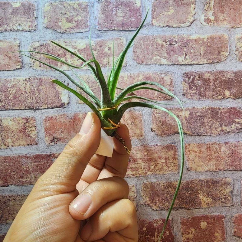 [空氣鳳梨] Tillandsia novakii × streptophylla(滷肉×電捲)