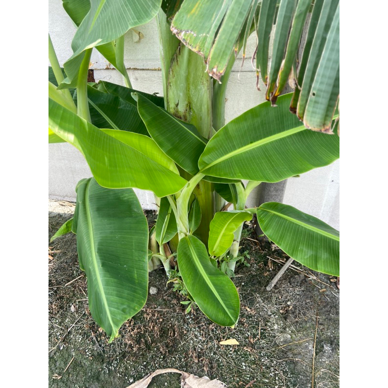 越南香蕉苗 北蕉苗佛手蕉