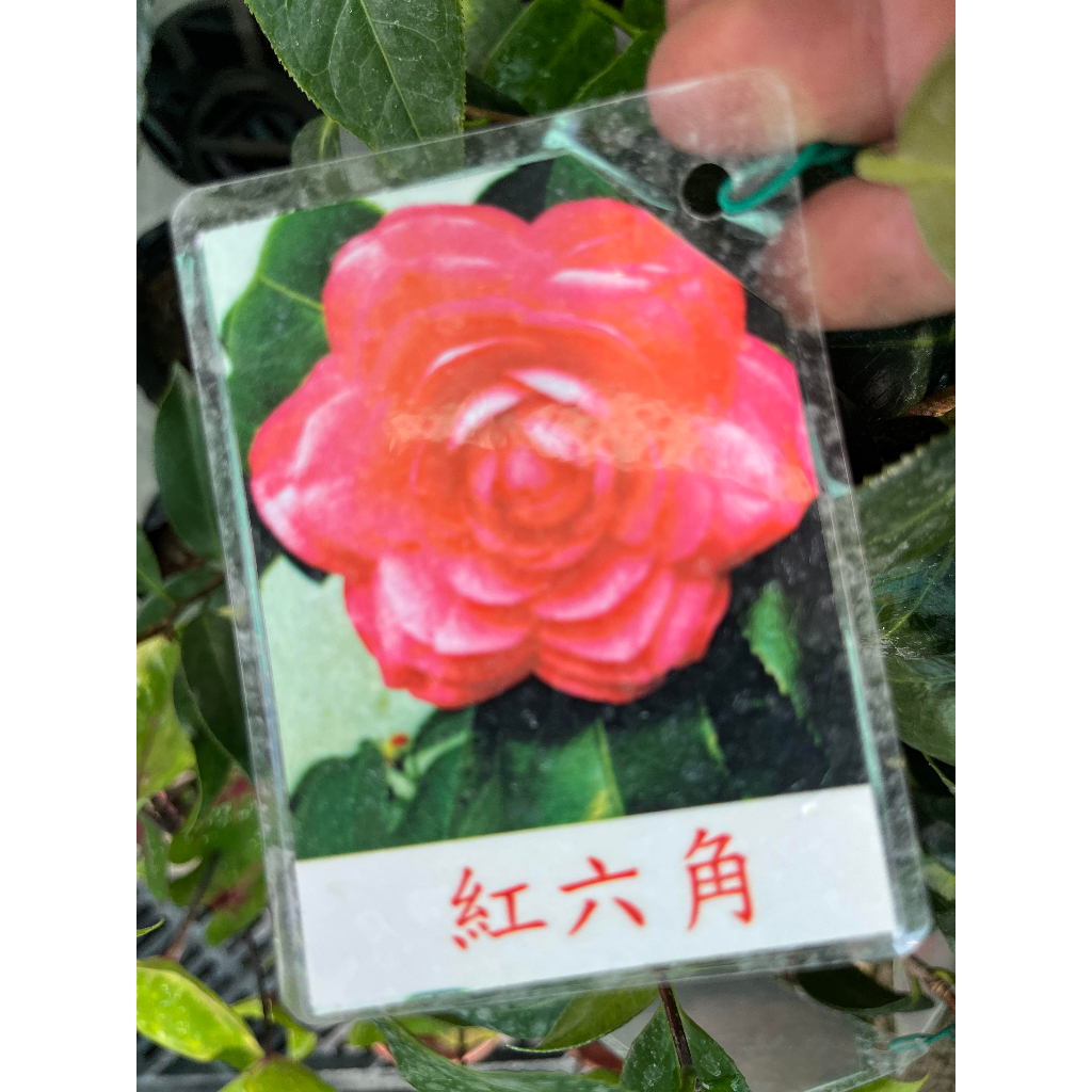 初花農場|紅六角茶花|稀有品種，花朵為重瓣|3吋盆|----定價350特價280