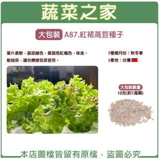 【蔬菜之家滿額免運】大包裝A87.紅裙萵苣種子10克 (約1萬顆)//葉片柔軟，基部綠色，葉面亮紅褐色，味美。耐抽苔