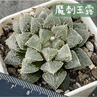 ≡植綠人生≡🌴魔刺玉露🌴百合科│魔刺│多肉植物│玉露│療癒│植栽│盆栽│送禮│