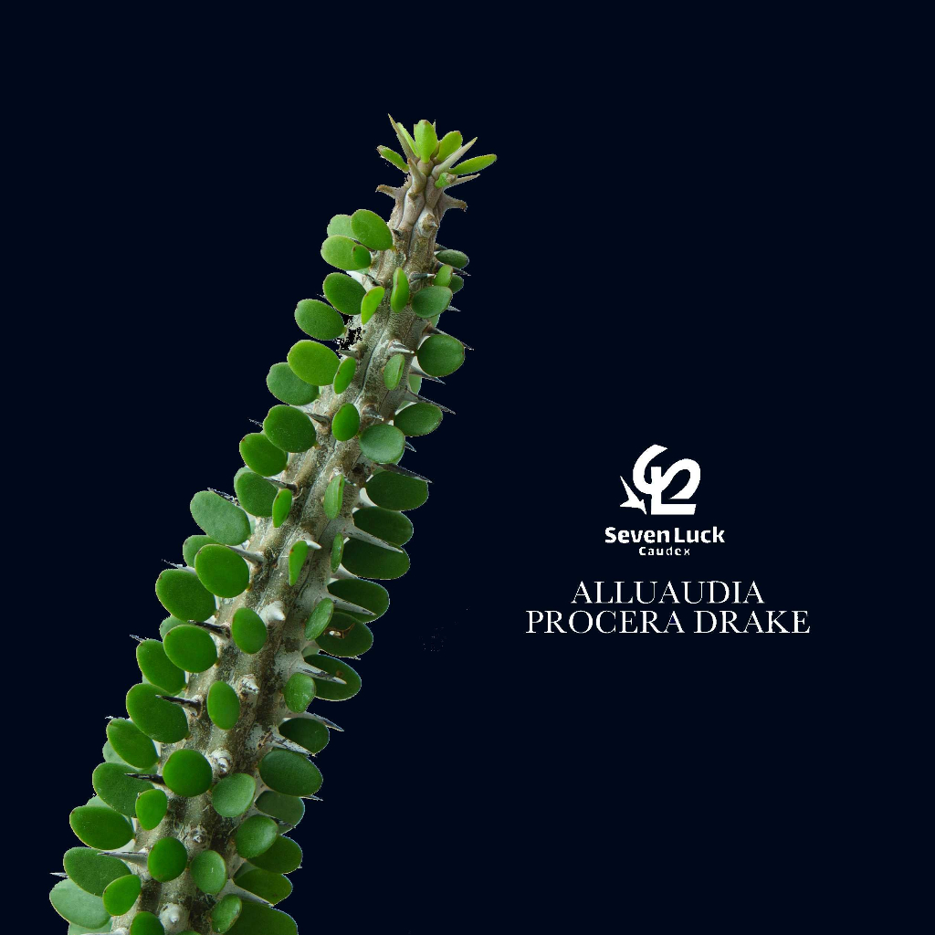 SL’s 植物園-亞龍木Alluaudia procera