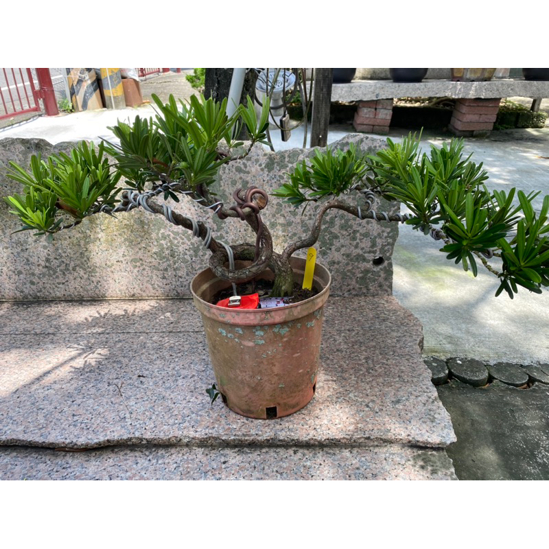 羅漢松盆栽（9、10、11）