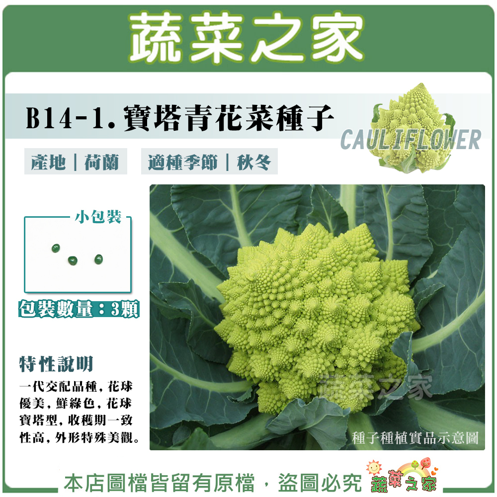 【蔬菜之家滿額免運】B14-1.寶塔青花菜種子3顆 (有藥劑處理)F1，花球優美，鮮綠色，花球寶塔型， 收穫期一致性高