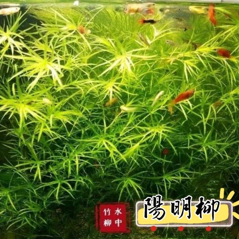 陽明柳 小竹節 水中竹柳 竹節草 生態池魚缸造景 陰性水草