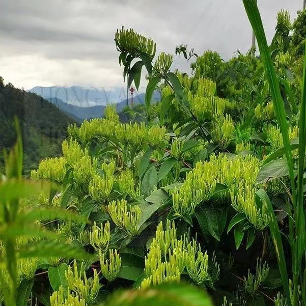 精選特級 野生金銀花茶 無熏 無添加 純天然