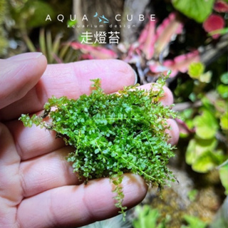 水立方水族空間～”走燈苔” 小蝴蝶莫斯 水上葉苔蘚 半水景 雨林缸 微景觀