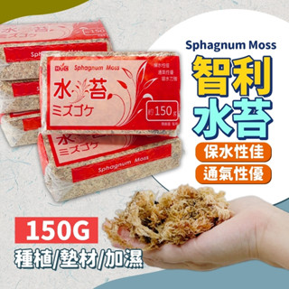 【無菌無毒 X 24H出貨】智利水苔 水苔 加濕草 150g 蘭花 苔球植物 鹿角蕨 甲蟲 角蛙 鹿角蕨 智利水草 蛇