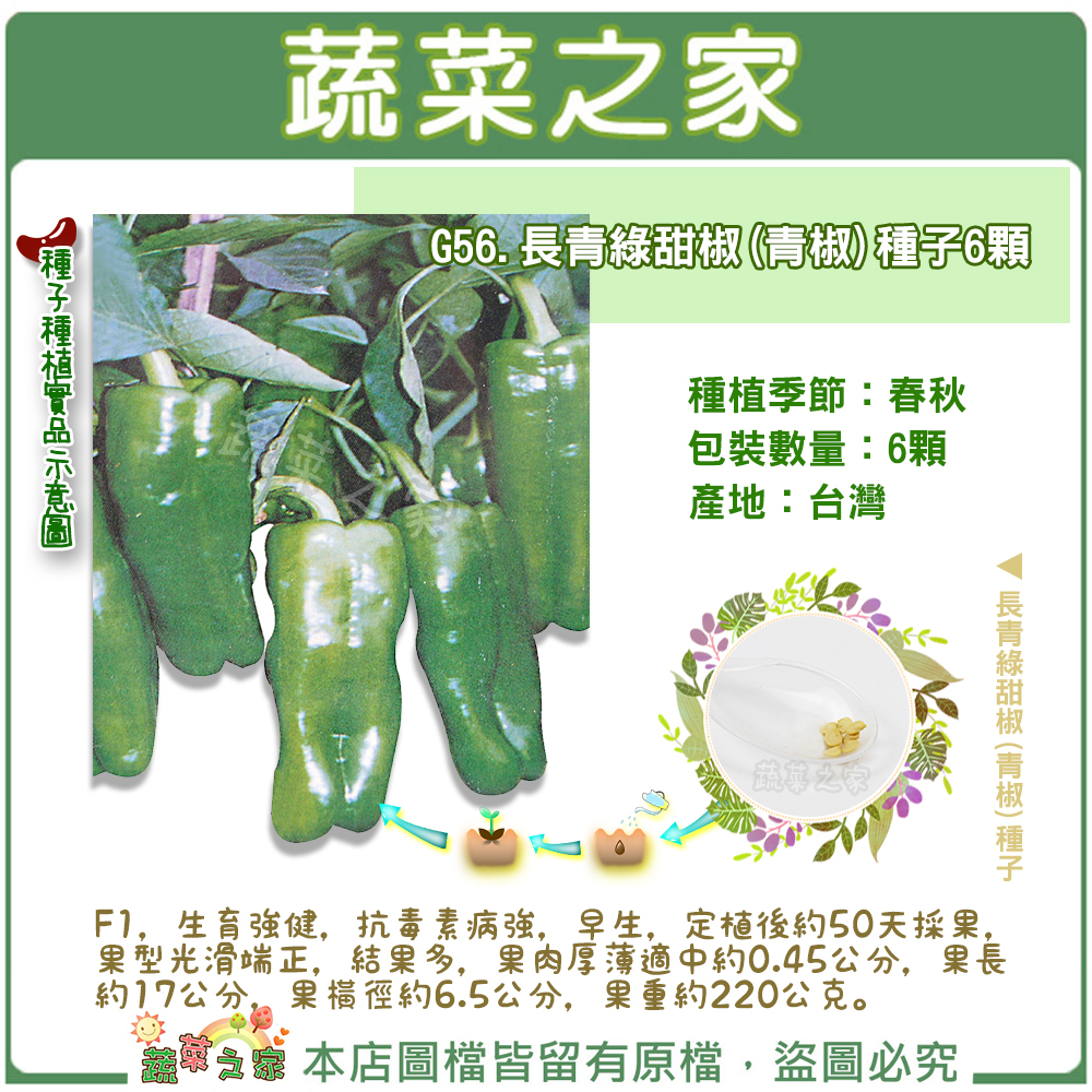 【蔬菜之家滿額免運】G56.長青綠甜椒(青椒)種子6顆果菜類種子
