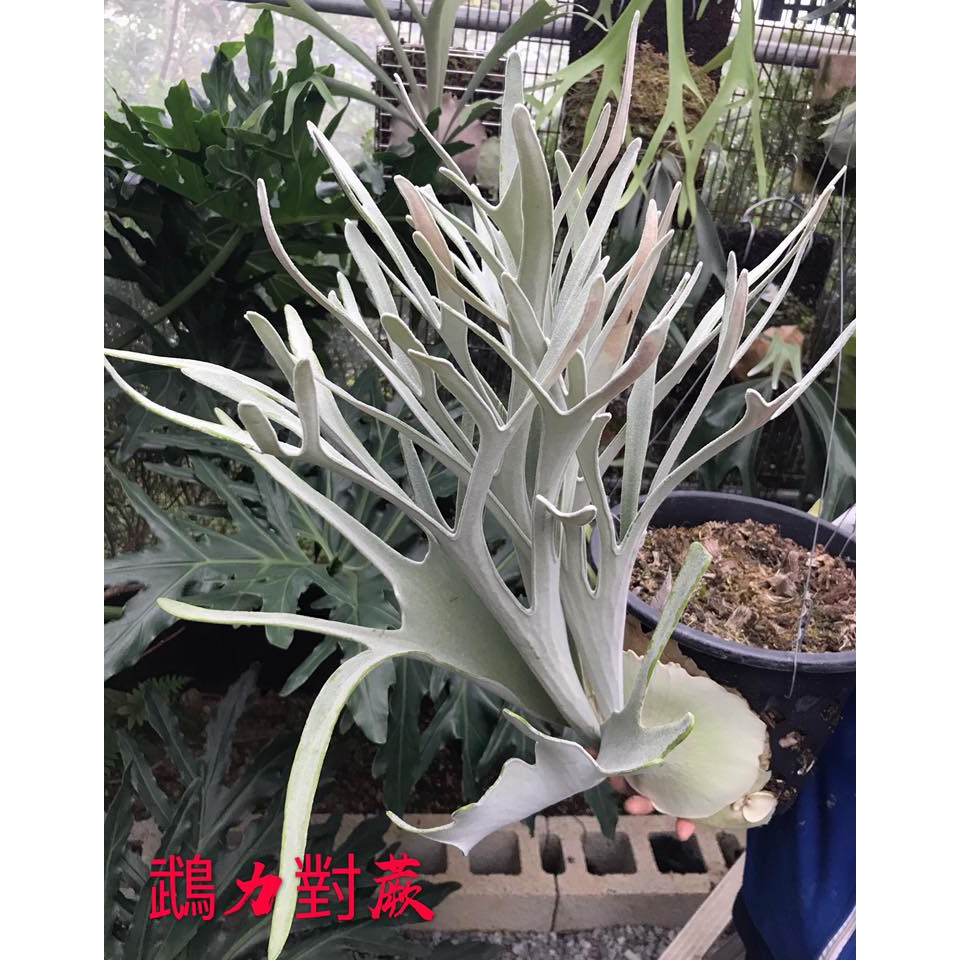 P.Veitchii Silver frond 面倒い