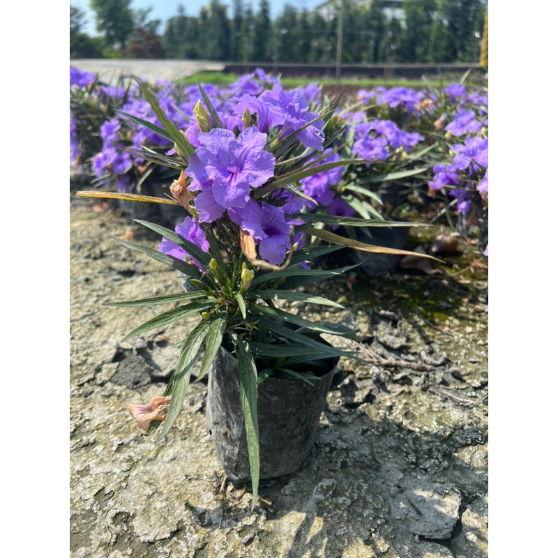 紫花翠蘆莉苗 觀花植物