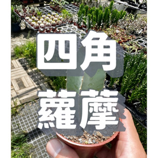 四角蘿藦 3吋盆 多肉植物/仙人掌/塊根/塊莖/龍舌蘭/象牙宮
