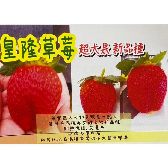 花田厝_水果苗-草莓苗_巨果皇隆草莓_(2吋盆//5吋盆)超大果 新品種