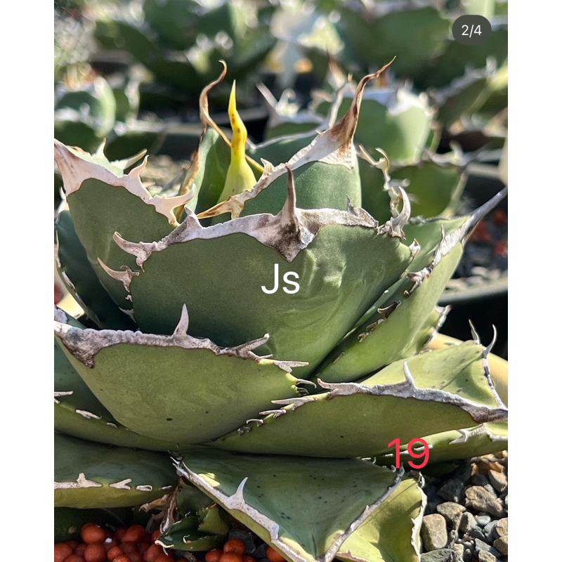 《JS龍虎園》多肉植物 龍舌蘭 agave 鱟交種嚴龍自編19