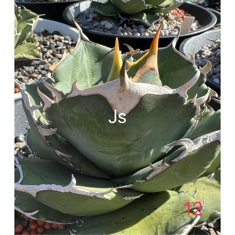 《JS龍虎園》多肉植物 龍舌蘭 agave 鱟交種嚴龍自編12