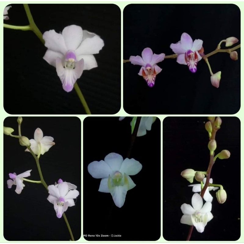 【蘭蕨雨林】Phal. pulcherrima var. marmorata，越南斑葉朵麗蝶，花市少有，山採株果莢育種。