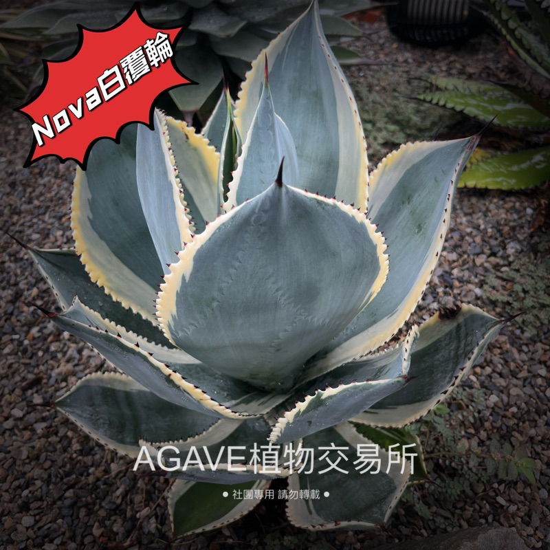 Nova白覆輪 (販售側芽) 稀少品 龍舌蘭 AGAVE 嚴龍 笹之雪 霍利達