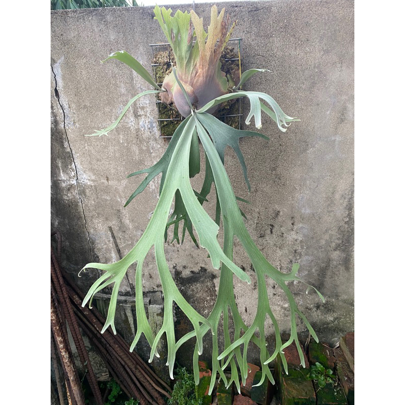 ビカクシダ P. willinckii Anapat#9 (PUP) 2 ビカクシダ P. willinckii Anapat#9 (PUP) 2 ビカクシダ P. willinckii