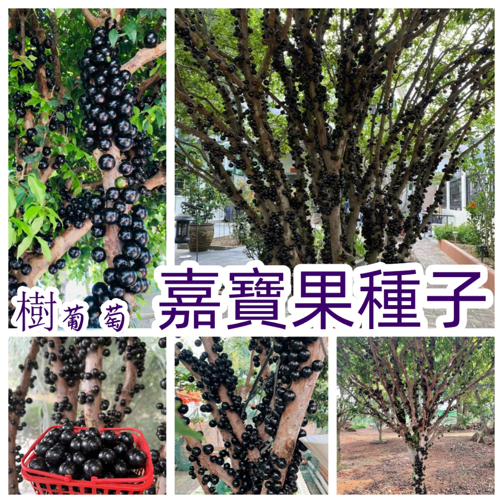 臺灣 嘉寶果種子 樹葡萄艾斯卡當年結果盆栽沙巴名貴樹種 水果種子 當年新種
