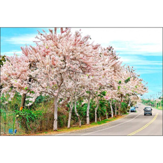 【奮起湖農場】三月櫻花種子30顆90元 平地櫻花種子 桃紅陣雨樹種子 泰國櫻花種子花旗木種子